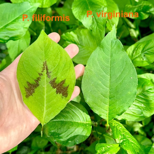 Polygonum virginianum
