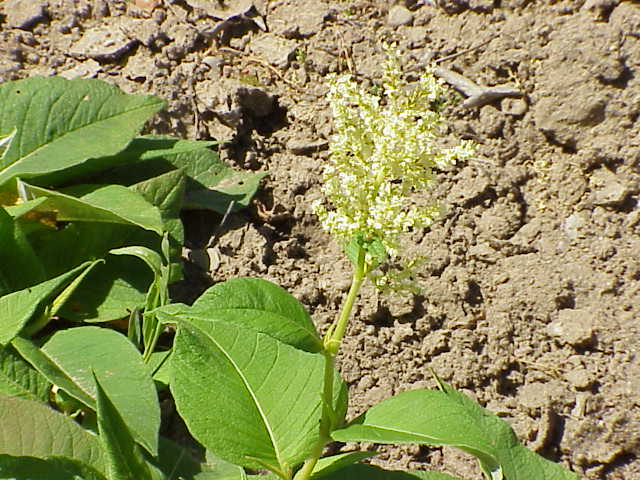 Polygonum weyrichii (White Knotweed) — photo