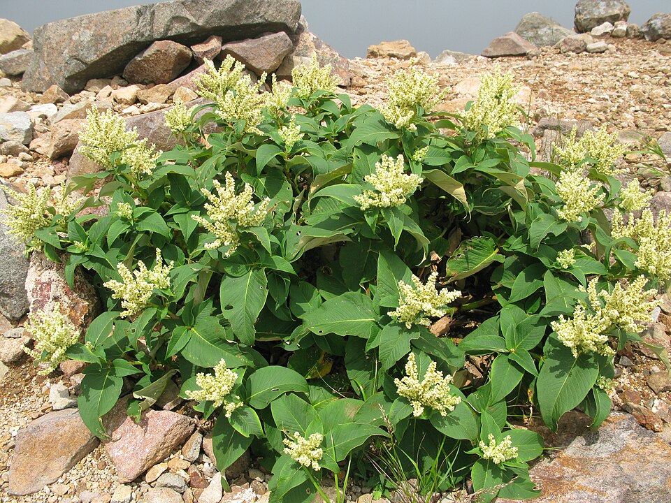 Polygonum weyrichii