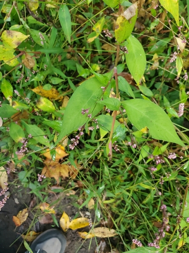 Polygonum yokusaianum — photo