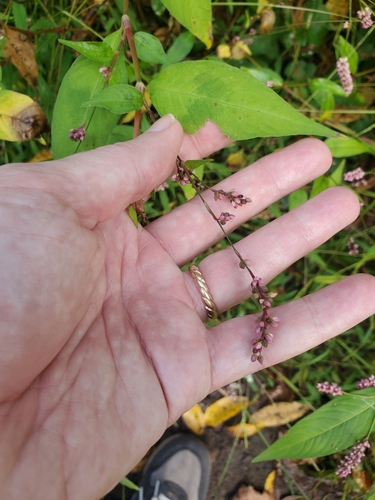 Polygonum yokusaianum — photo