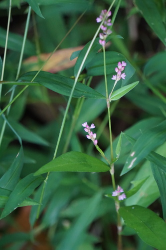 Polygonum yokusaianum