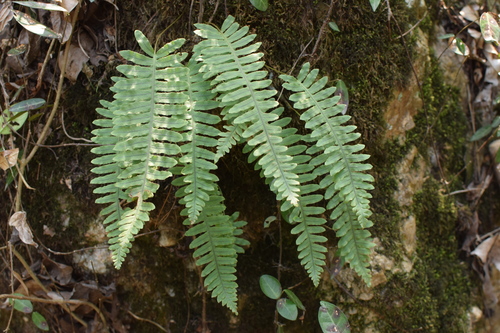 Polypodiodes niponica — photo
