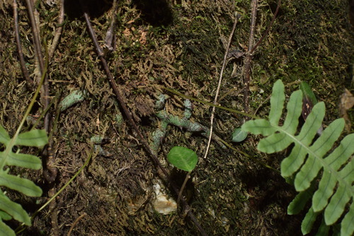 Polypodiodes niponica — photo