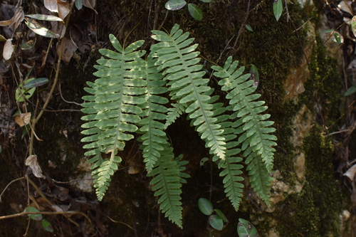 Polypodiodes niponica