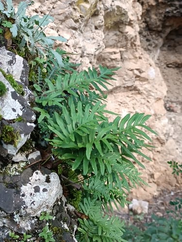 Polypodium cambricum (Slatka paparat) — photo