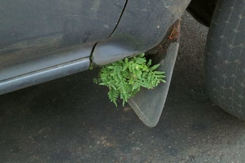 Polypodium glycyrrhiza (Licorice fern) — photo