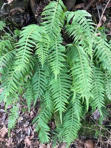 Polypodium glycyrrhiza