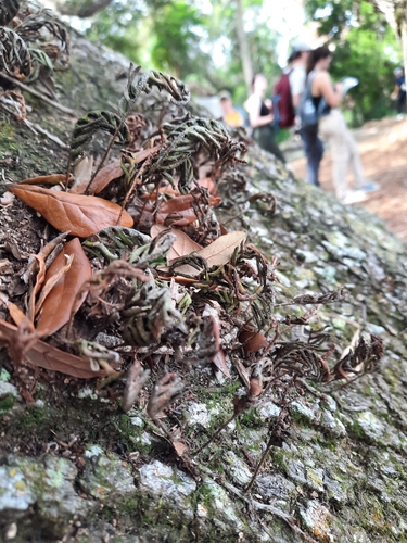 Polypodium polypodioides — photo