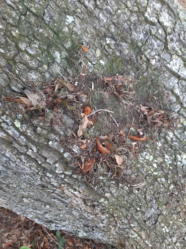 Polypodium polypodioides — photo