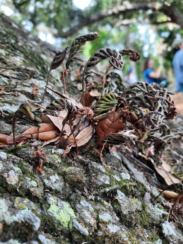 Polypodium polypodioides