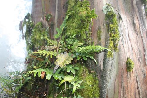 Polypodium scouleri (Leathery polypody) — photo
