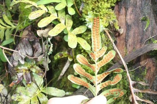 Polypodium scouleri (Leathery polypody) — photo