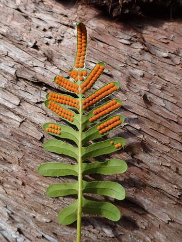 Polypodium scouleri