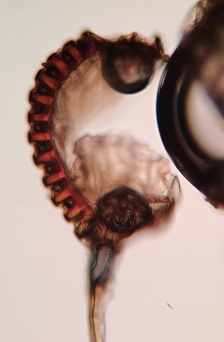 Polypodium vulgare (Common polypody) — photo