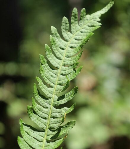 Polypodium vulgare (Common polypody) — photo