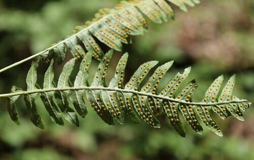 Polypodium vulgare