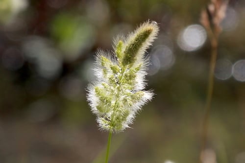 Polypogon monspeliensis (Annual rabbitsfoot grass) — photo