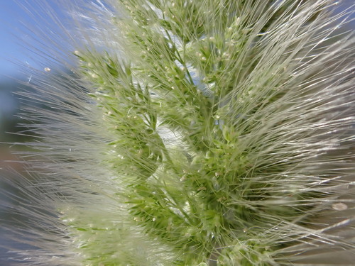 Polypogon monspeliensis (Annual rabbitsfoot grass) — photo