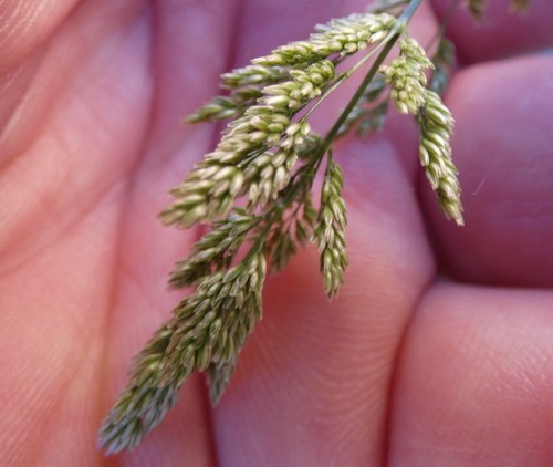 Polypogon viridis — photo