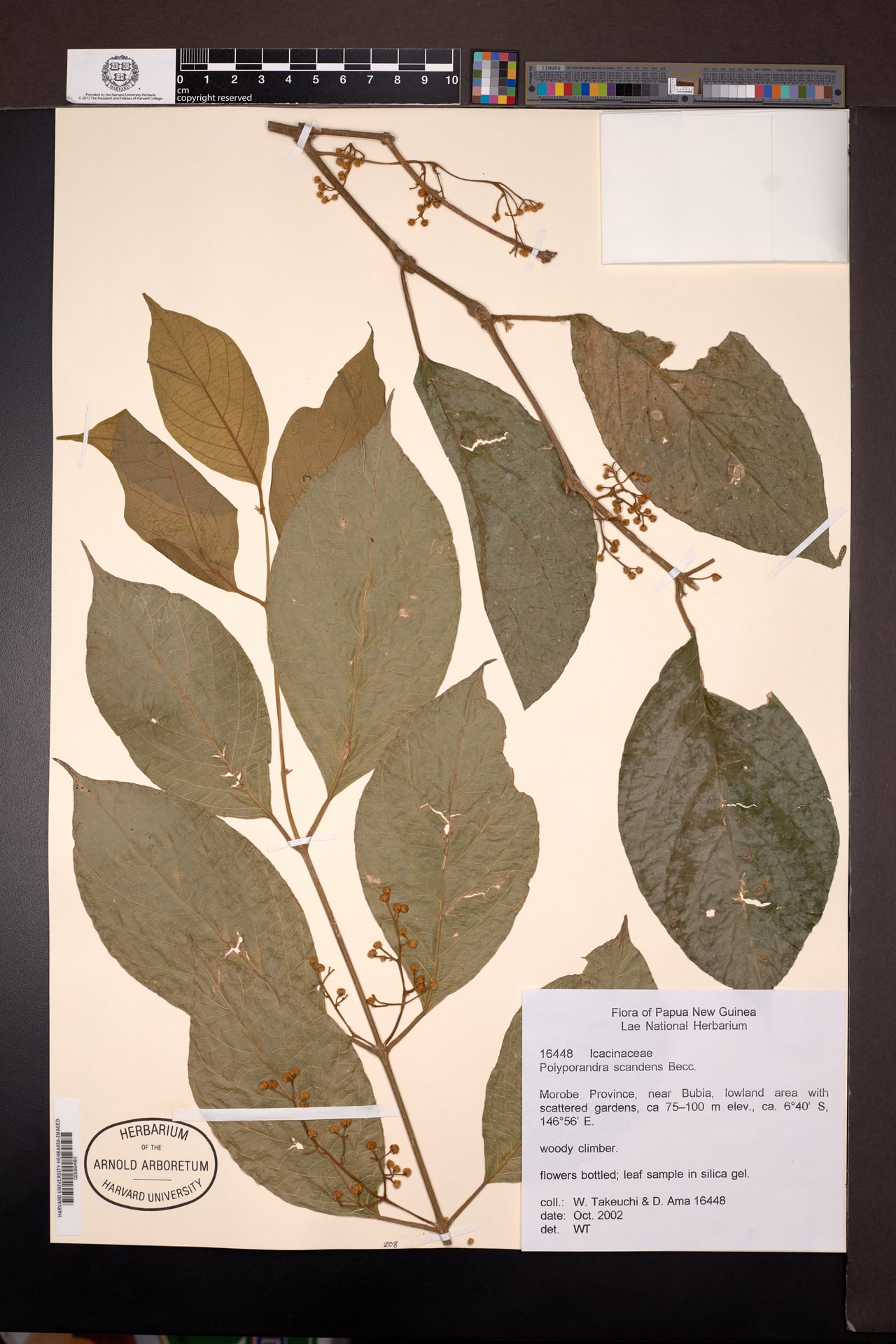 Polyporandra scandens (Dodofu) — photo