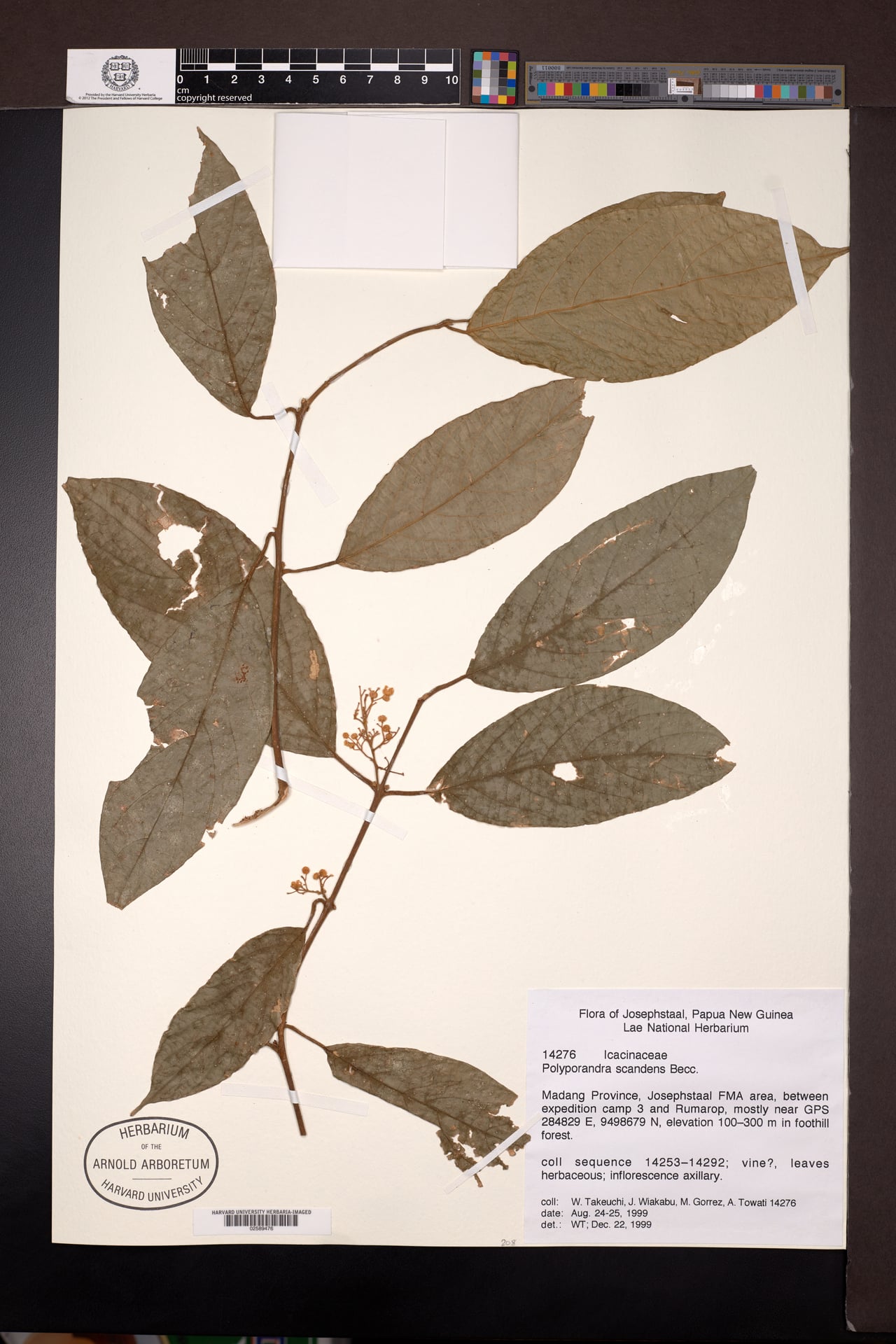 Polyporandra scandens (Dodofu) — photo