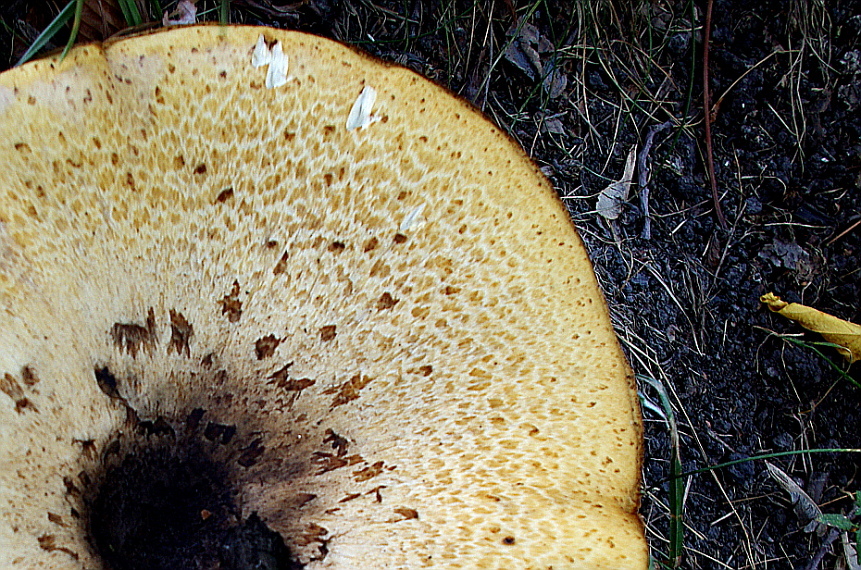 Polyporellus squamosus (Black footed polyporus) — photo