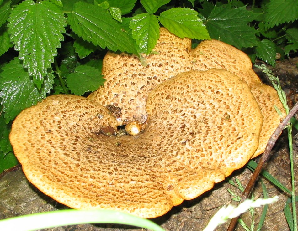 Polyporellus squamosus