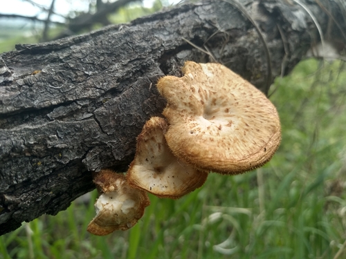 Polyporus arcularius (Supa kinchir) — photo