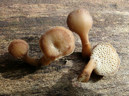 Polyporus arcularius (Supa kinchir) — photo