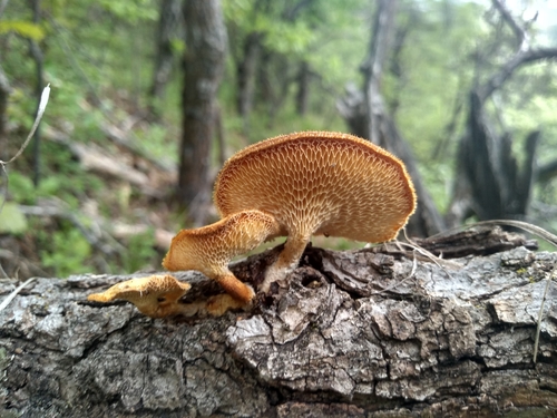 Polyporus arcularius