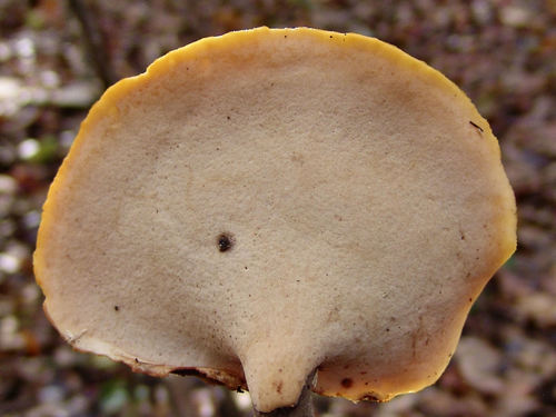 Polyporus badius — photo