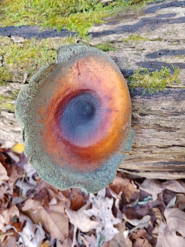 Polyporus badius — photo