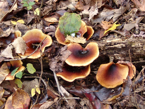 Polyporus badius