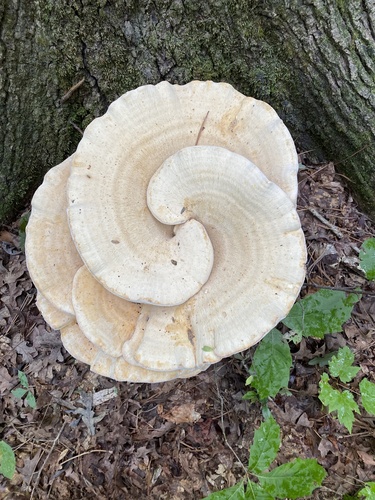 Polyporus berkeleyi — photo