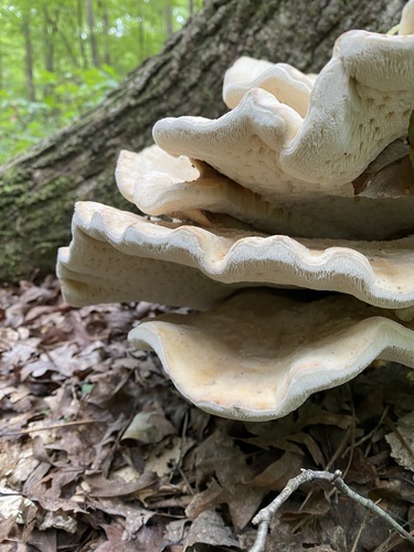 Polyporus berkeleyi — photo