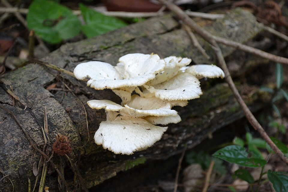Polyporus brasiliensis
