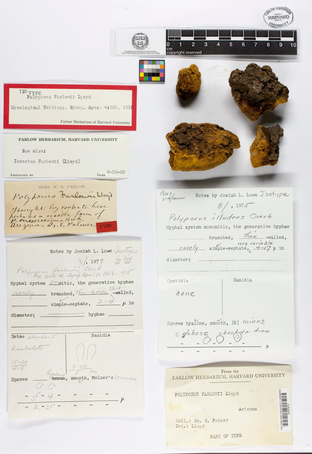 Polyporus farlowii — photo