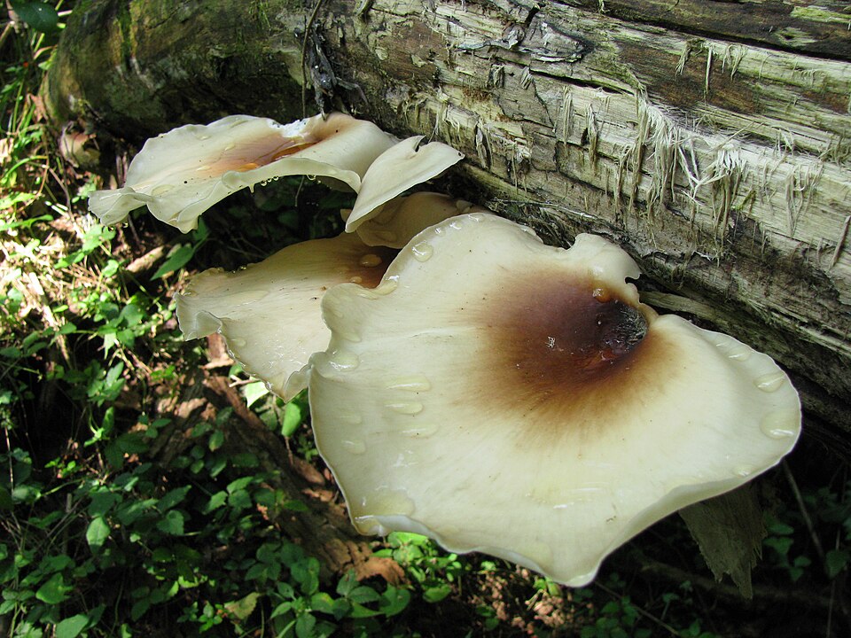 Polyporus moluccensis — photo