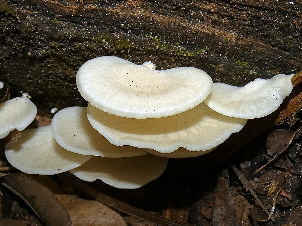 Polyporus moluccensis