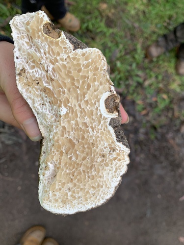 Polyporus mylittae — photo