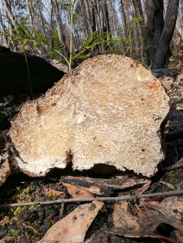Polyporus mylittae — photo