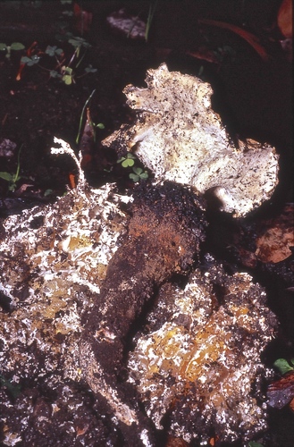 Polyporus mylittae