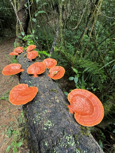 Polyporus sanguineus — photo