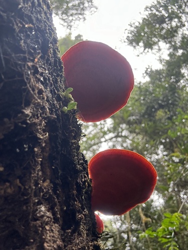 Polyporus sanguineus — photo