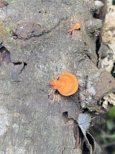 Polyporus sanguineus