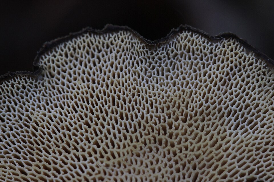 Polyporus sp. — photo