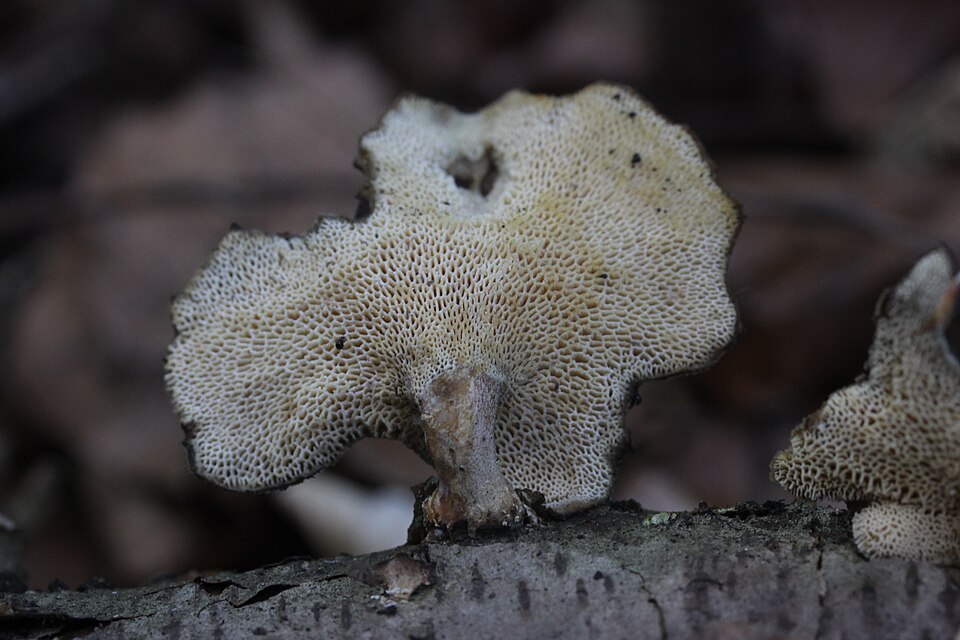 Polyporus sp.