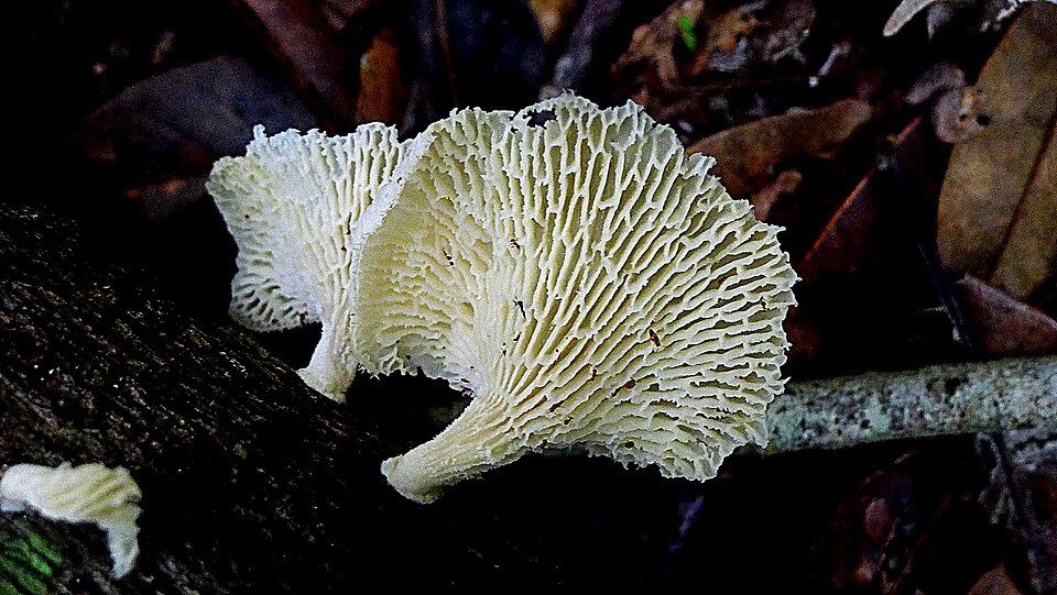 Polyporus tenuiculus