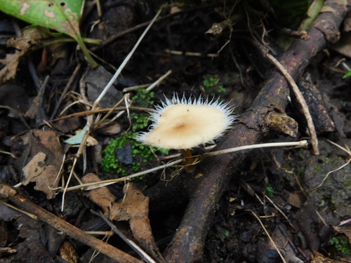 Polyporus tricholoma — photo